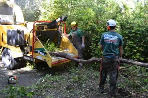 tree services Idyllwild-Pine Cove